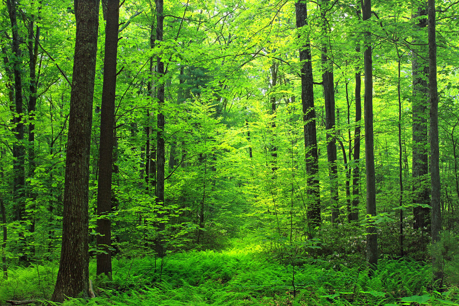 緑の木々　森林